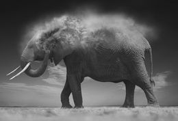 Fotografien, Dust, Bjorn Persson