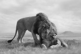 Fotografien, Brotherhood, Bjorn Persson