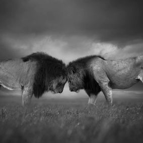 Photography, Royal Meeting, Bjorn Persson