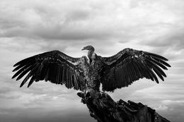 Fotografien, Wings, Eagle, Bjorn Persson