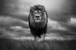Fotografien, King of Kings, Bjorn Persson