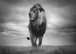 Fotografien, Lion Heart, Bjorn Persson