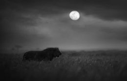 Fotografien, Moon Hunter, Bjorn Persson