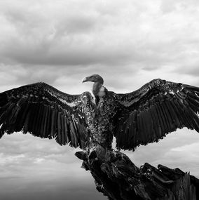 Photographie, Wings, Bjorn Persson