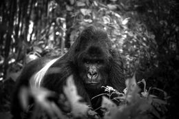 Photography, Silverback, Bjorn Persson