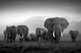 Fotografien, Kilimanjaro, Bjorn Persson
