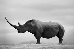 Fotografien, Horn of Africa, Bjorn Persson
