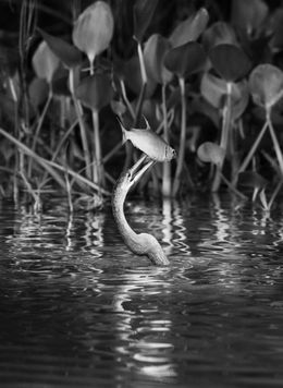 Fotografien, State of Mato Grosso, Brazil (M), Sebastião Salgado