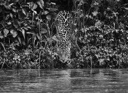 Photography, Pantanal, Mato Grosso, Brazil (S), Sebastião Salgado