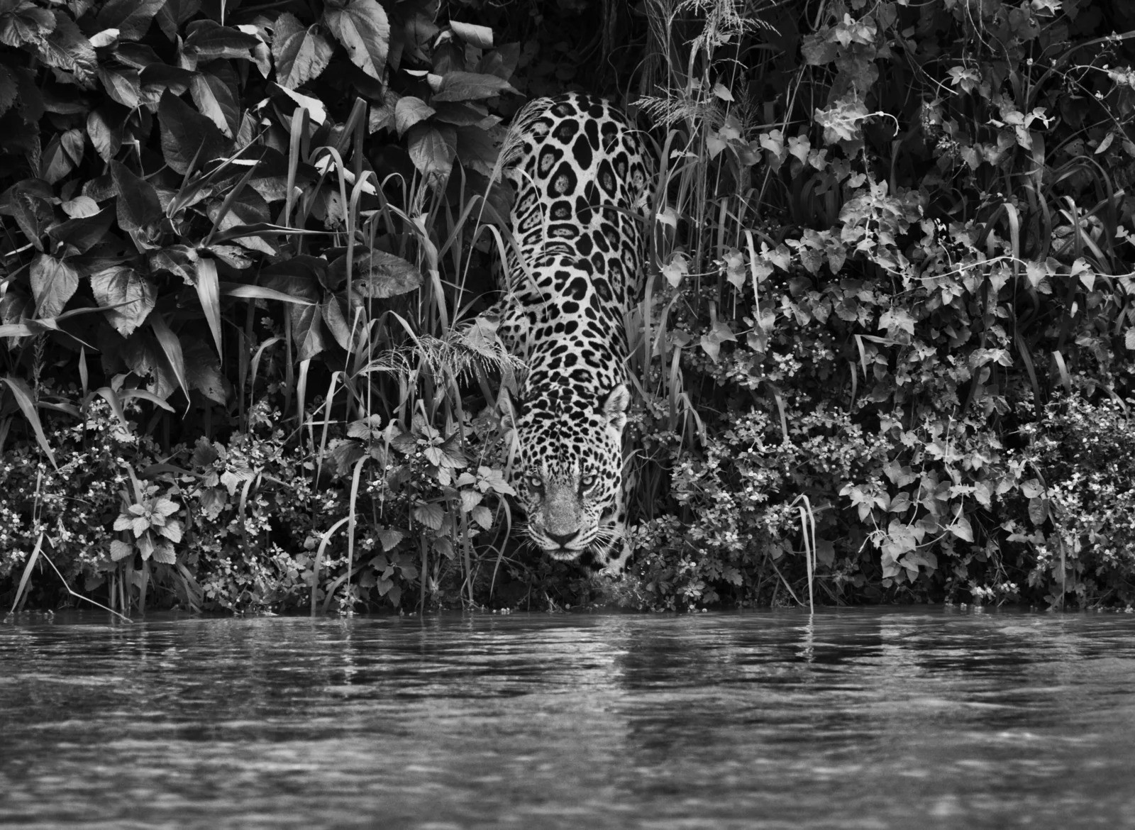 Sebastião Salgado, Pantanal, Mato Grosso, Brazil (S) Sebastião Salgado, Pantanal, Mato Grosso, Brazil (S)