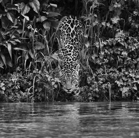 Photography, Pantanal, Mato Grosso, Brazil (M), Sebastião Salgado