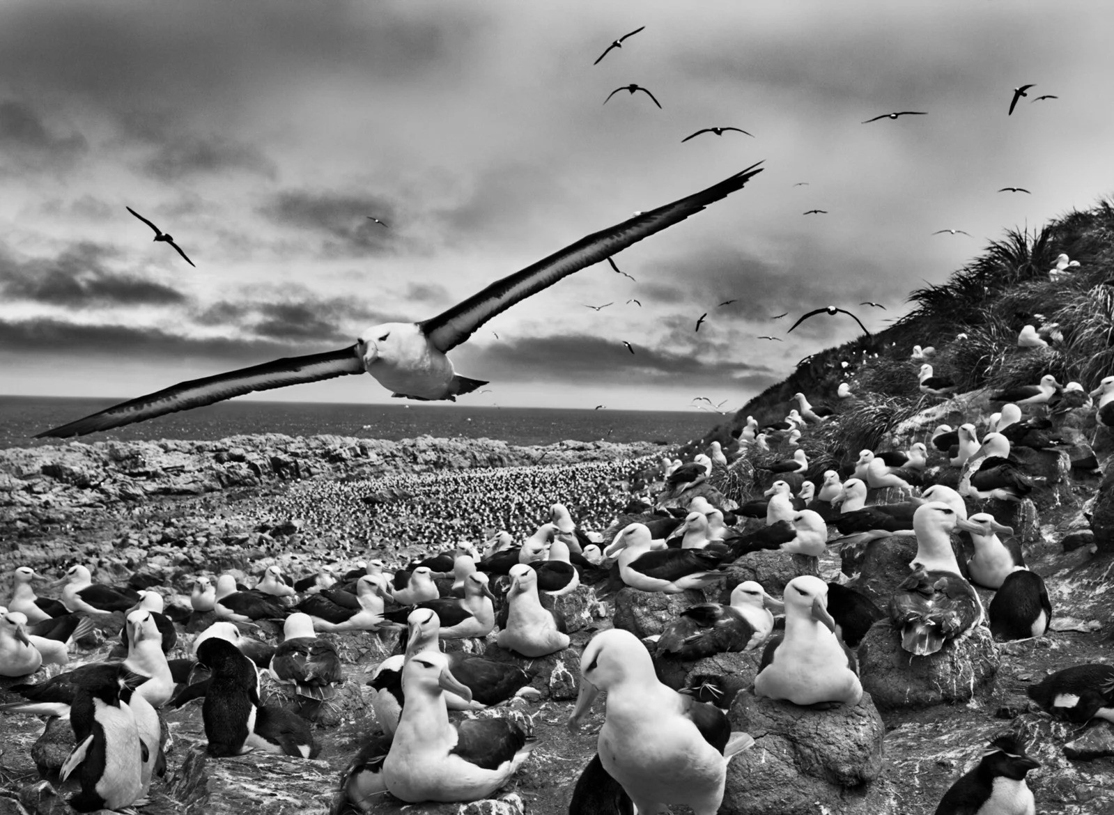 Sebastião Salgado, Jason Islands, Falkland Islands (M) Sebastião Salgado, Jason Islands, Falkland Islands (M)