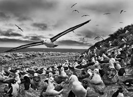Photographie, Jason Islands, Falkland Islands (XL), Sebastião Salgado