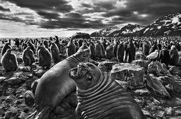 Photographie, St Andrews Bays, South Georgia (L), Sebastião Salgado