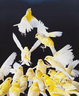 Gemälde, Jaunes (Canaris), Christophe Drochon