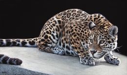 Gemälde, Le Chat et la souris (Jaguar), Christophe Drochon