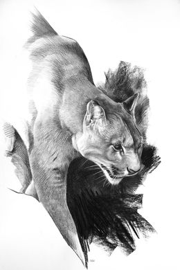 Fine Art Drawings, Etude de Cougar, Christophe Drochon