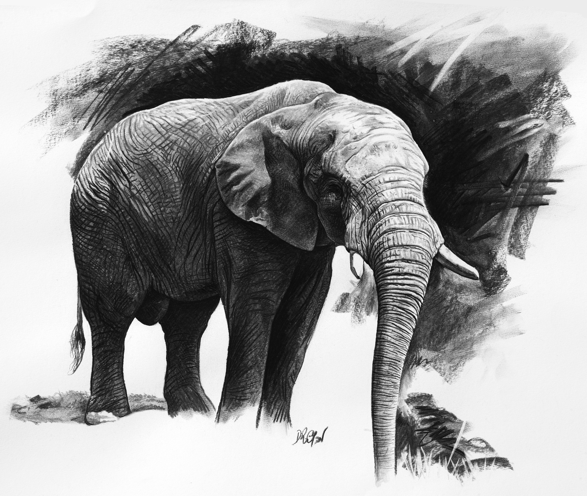 Christophe Drochon, Etude d'Elephant V Christophe Drochon, Etude d'Elephant V