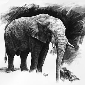Fine Art Drawings, Etude d'Elephant V, Christophe Drochon