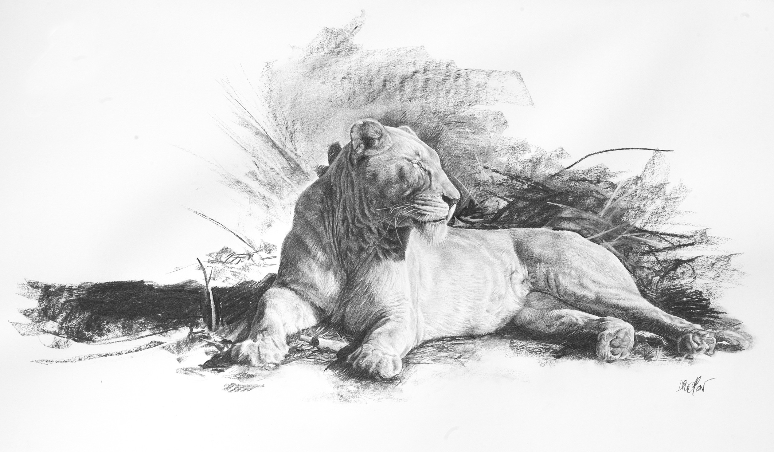 Christophe Drochon, Etude de lionne Christophe Drochon, Etude de lionne