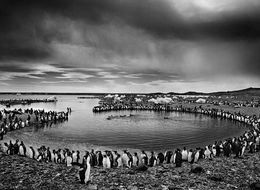 Fotografien, Des oiseaux, Sebastião Salgado
