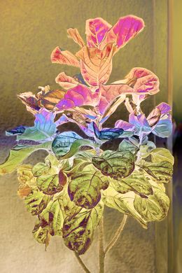 Photography, Golden fig, Sumit Mehndiratta