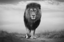 Fotografien, Instinct, Bjorn Persson