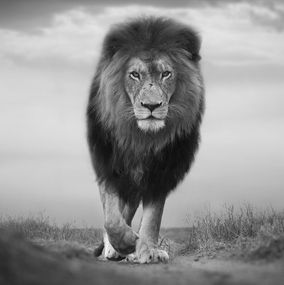 Photographie, Instinct, Bjorn Persson