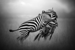 Fotografien, Battle of the stripes, Bjorn Persson