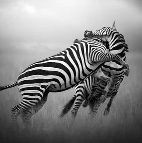 Photographie, Battle of the stripes, Bjorn Persson