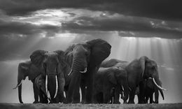 Fotografien, The real owners of the planet, Bjorn Persson