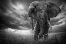 Fotografien, The giant Amboseli, Bjorn Persson