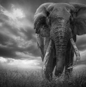Photographie, The giant Amboseli, Bjorn Persson