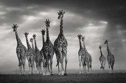 Photography, One for all, all for one, Bjorn Persson