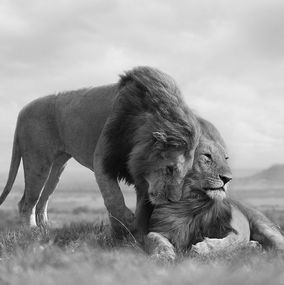 Photographie, Brotherhood, Bjorn Persson