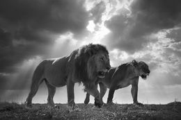 Fotografien, King the Queen, Bjorn Persson