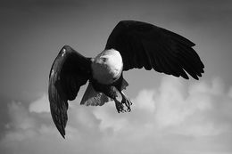 Fotografien, Eagle Flight, Bjorn Persson