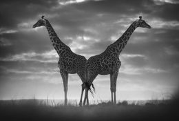 Fotografien, Never alone, Bjorn Persson