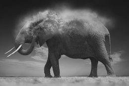 Fotografien, Dust, Bjorn Persson