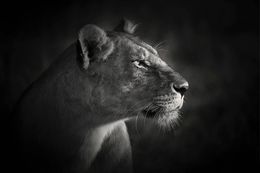 Fotografien, Lion Queen, Bjorn Persson