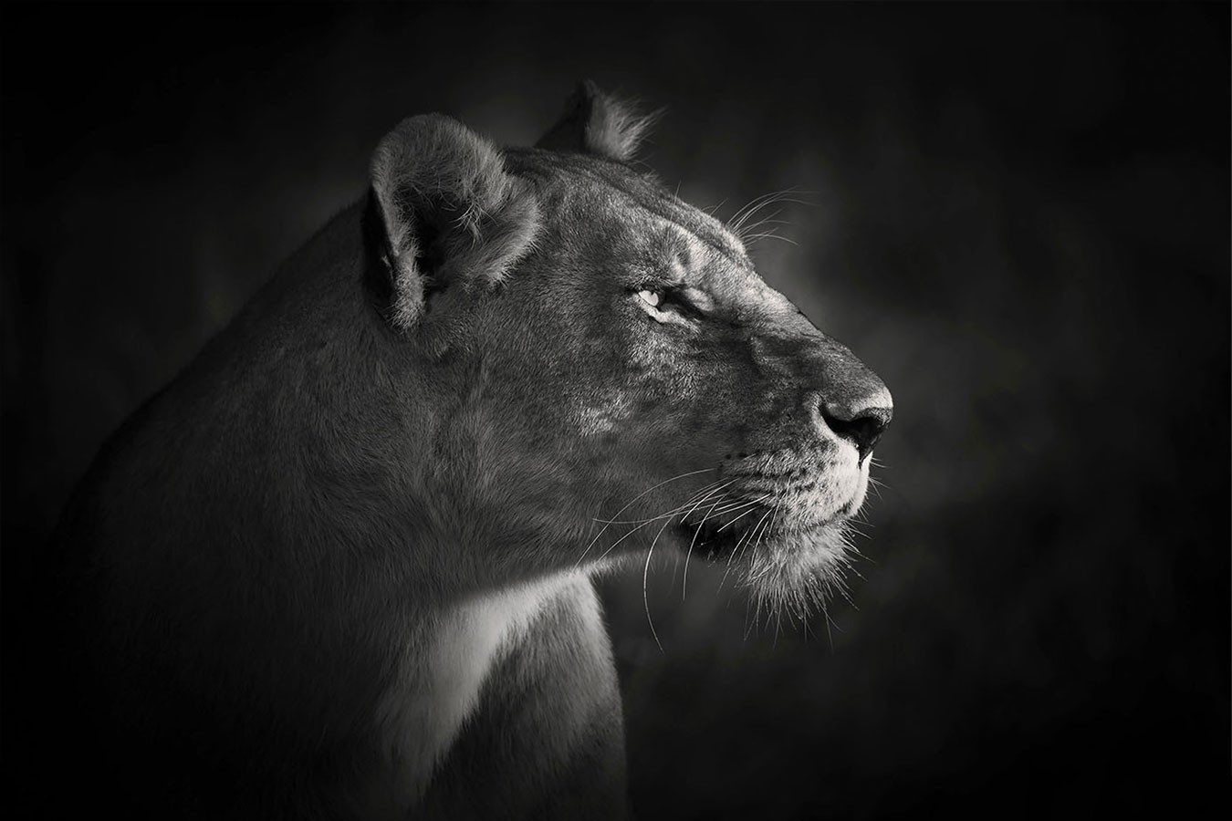 Bjorn Persson, Lion Queen Bjorn Persson, Lion Queen