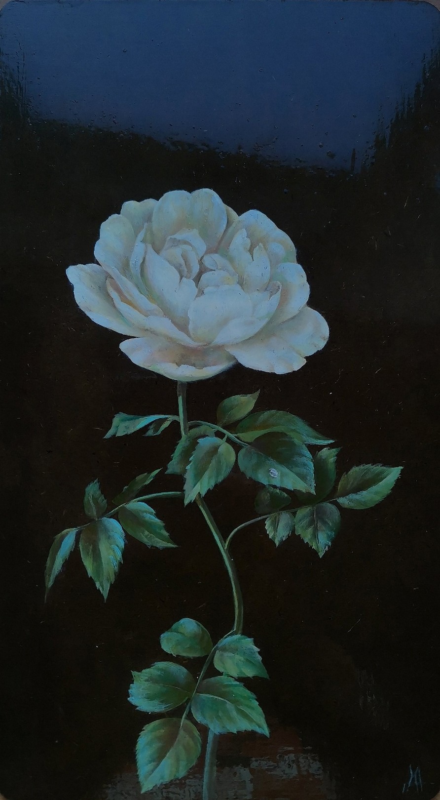 Arina Melikhova, Rose Arina Melikhova, Rose