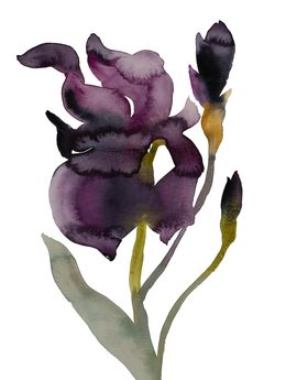Painting, Iris No. 207, Elizabeth Becker