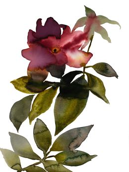 Painting, Rose Study No. 91, Elizabeth Becker