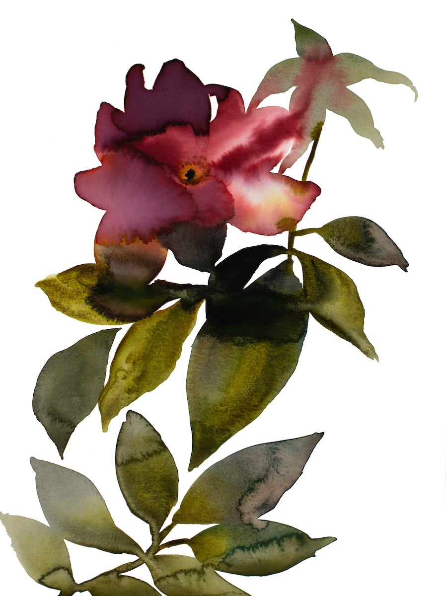 Elizabeth Becker, Rose Study No. 91 Elizabeth Becker, Rose Study No. 91
