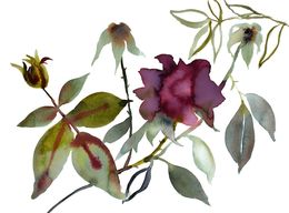 Painting, Rose Study No. 92, Elizabeth Becker