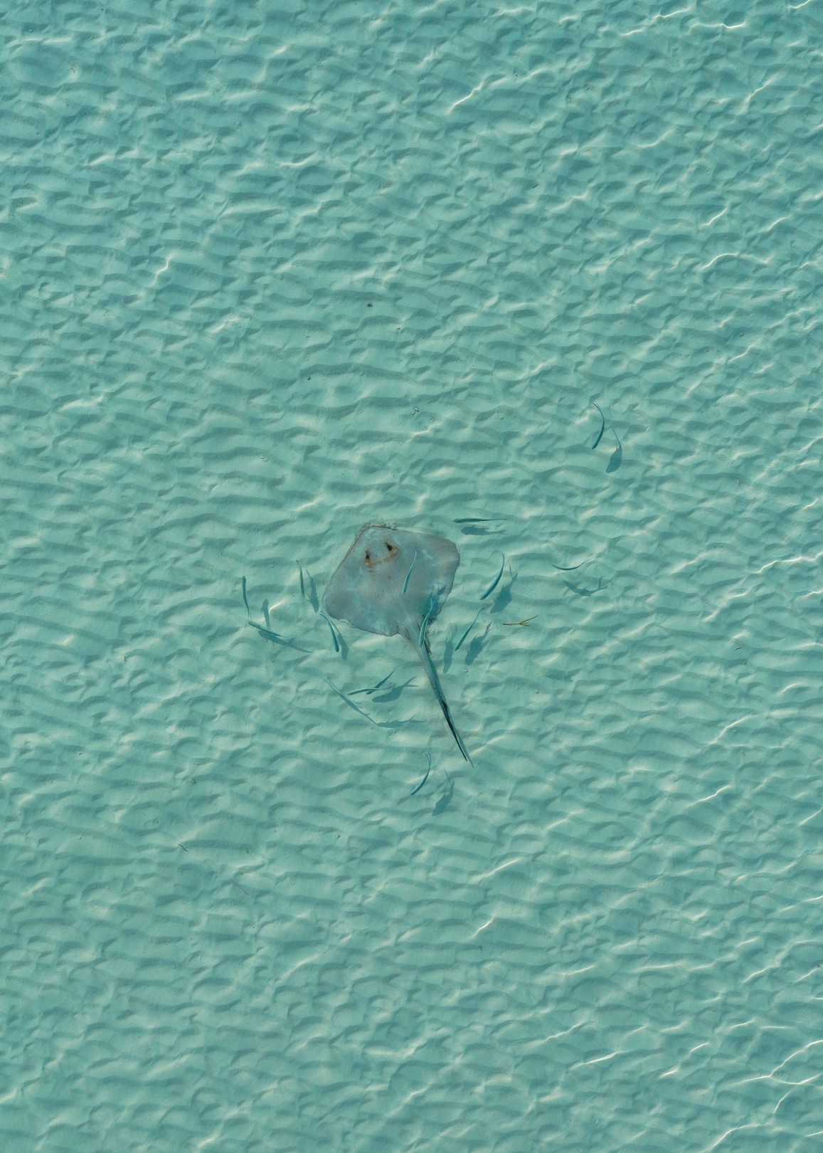 Marcus Cederberg, Stingray Marcus Cederberg, Stingray