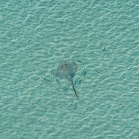Fotografien, Stingray, Marcus Cederberg