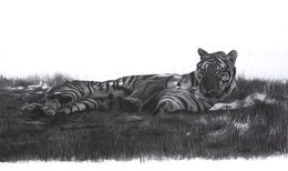 Fine Art Drawings, Etude de Tigre allongé, Christophe Drochon