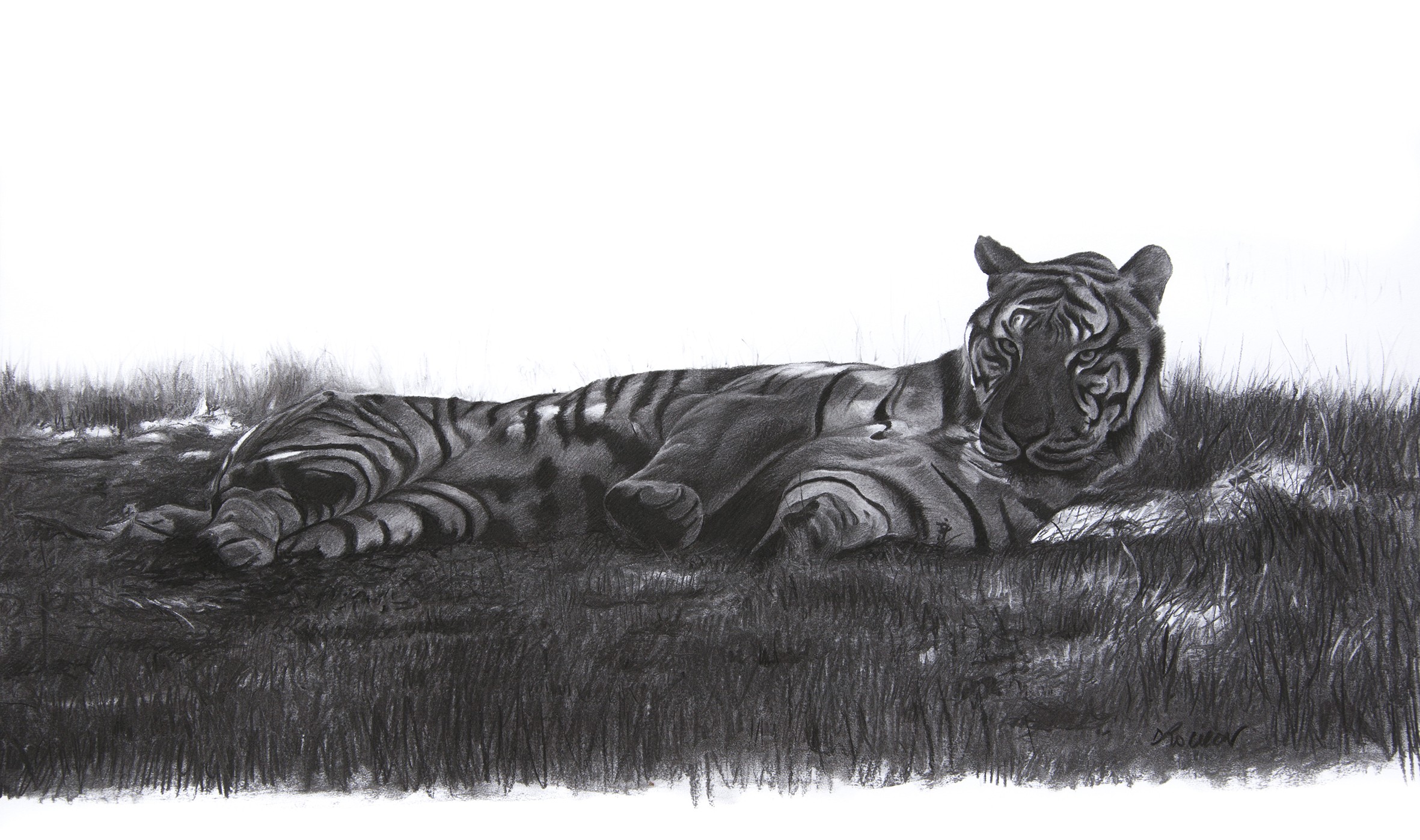 Christophe Drochon, Etude de Tigre allongé Christophe Drochon, Etude de Tigre allongé